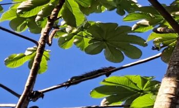 Hermosa Finca en Rio Claro en Guaycará, Golfito, Puntarenas — 97 000 000 ₡ - Foto 5 de 18