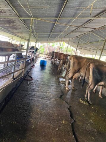 FINCA VENTA 8 MANZANAS  VENECIA  en Venecia, San Carlos, Alajuela — ₡ 262 500 000