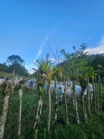 BELLA Y ÚTIL FINCA EN SAN JUAN NORTE DE TURRIALBA.  en Turrialba, Cartago — ₡ 500 000 000