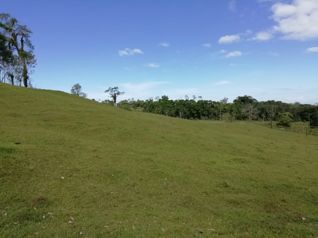 Venta De Finca Ganadera En Limón Guácimo Pocora Sur  La Florida in Pocora, Guácimo, Limón — 363 000 000 ₡ - Photo 2 of 9