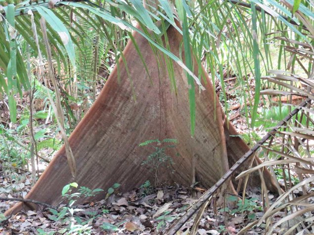 Finca una hectarea en San Juanillo con quebrada a 10 mim de la playa en Santa Cruz, Guanacaste — $85,000 - Foto 2 de 6