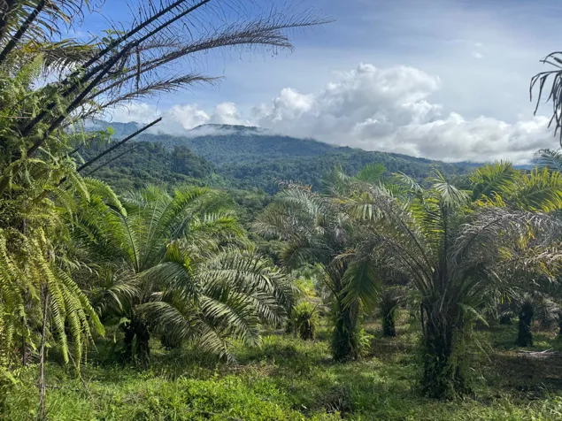 FOR SALE: BEAUTIFUL FARM IN RÍO CLARO DE GOLFITO. in Golfito, Puntarenas — ₡ 120 000 000 - Photo 3 of 5