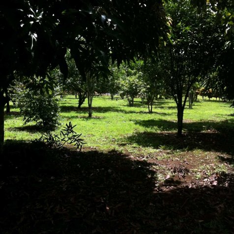 Precioso Lote en Los Ángeles de La Fortuna en La Fortuna, San Carlos, Alajuela — ₡ 50 000 000 - Foto 3 de 5