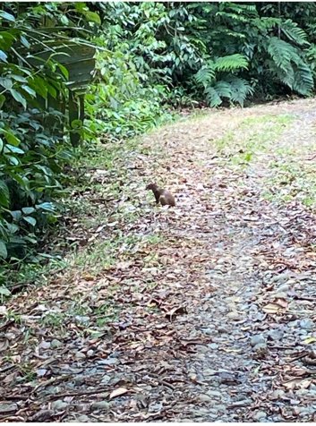VENTA DE FINCA CON CASA, HEREDIA, SARAPIQUÍ, LA VIRGEN en La Virgen, Sarapiquí, Heredia — $420,000