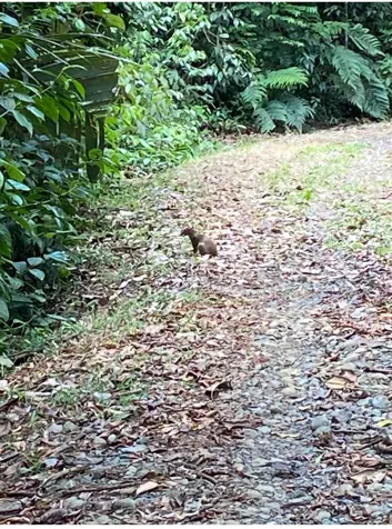 VENTA DE FINCA CON CASA, HEREDIA, SARAPIQUÍ, LA VIRGEN en La Virgen, Sarapiquí, Heredia — $420,000 - Foto 3 de 13