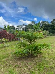 Terreno en Venta en Finca 2, Río Frío Sarapiquí – 1000 m² en La Virgen, Sarapiquí, Heredia — 11 000 000 ₡ - Foto 4 de 4