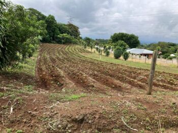 Farm For Sale Santa Eulalia, Atenas, Alajuela