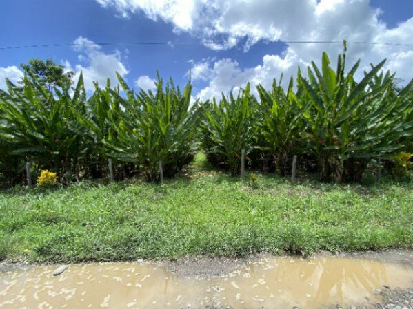 Venta de finca con abaca en Rita, Pococí, Limón — ₡ 60 000 000