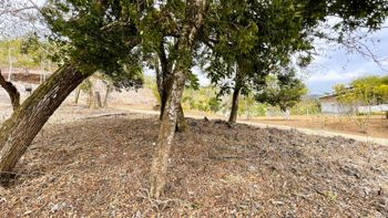 Se Vende Lote en San Pedro, San Ramon - Foto 2 de 3