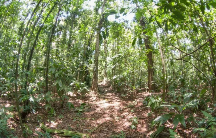 Se vende terreno de bosque primario en Cariari, Guápiles (FAU) in Guápiles, Pococí, Limón — $900,000 - Photo 2 of 10