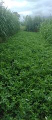 DE OPORTUNIDAD BELLA FINCA EN BUENOS AIRES DE PUNTARENAS.  en Biolley, Buenos Aires, Puntarenas — 25 000 000 ₡ - Foto 4 de 13