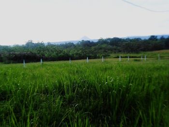 Finca con vistas a dos volcanes cerca del Río Celeste, GUATUSO  en Katira, Guatuso, Alajuela — 115 000 000 ₡ - Foto 4 de 23