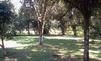 Se venta finca con casa en Anita Grande, Jiménez, Pococí (Guápiles), Limón in Jiménez, Pococí, Limón — 60 000 000 ₡ - Photo 2 of 14