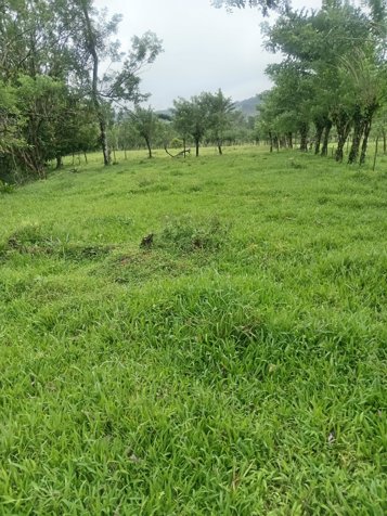 DE OPORTUNIDAD ESPECTACULAR FINCA EN LA MILPA DE UPALA. en Delicias, Upala, Alajuela — ₡ 342 000 000 - Foto 2 de 3
