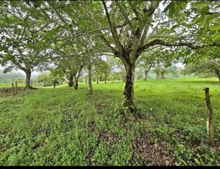 Propiedad en venta en Zarcero en Zapote, Zarcero, Alajuela — 90 000 000 ₡ - Foto 3 de 10