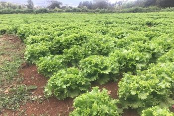 Terreno Agrícola en Cote de Cartago (AD) in Zaragoza, Palmares, Alajuela — $290,000 - Photo 5 of 9