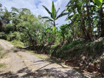 TERRENO EN VENTA EN LA FILA, RIVAS – FINCA DE CAFÉ Y BANANO CERCA DEL CHIRRIPÓ en Rivas, Pérez Zeledón, San José — $78,000 - Foto 4 de 18