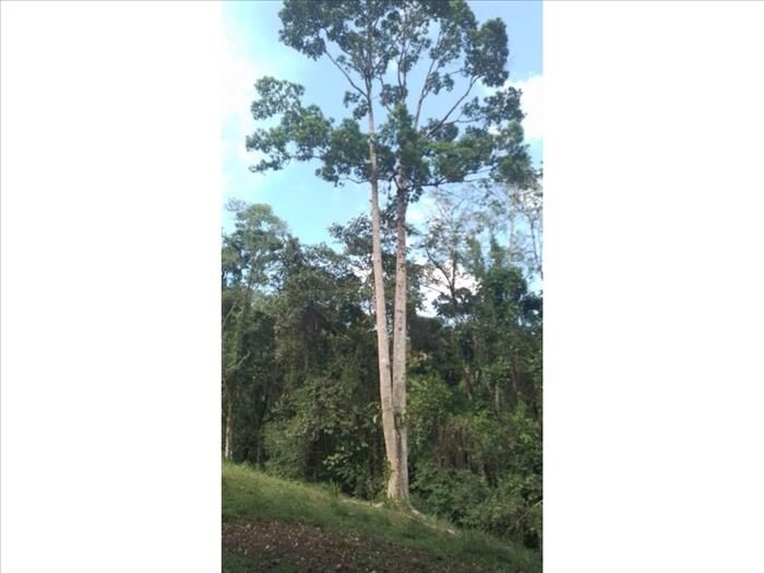 VENTA DE LOTE, ALAJUELA, OROTINA, COYOLAR en Coyolar, Orotina, Alajuela — ₡ 185 000 000