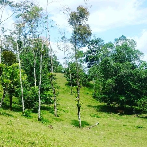 Excelente Finca a 5 minutos de Fortuna in La Fortuna, San Carlos, Alajuela — $3,000,000