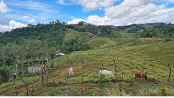 Venta de finca in Limoncito, Coto Brus, Puntarenas — 145 000 000 ₡ - Photo 4 of 12