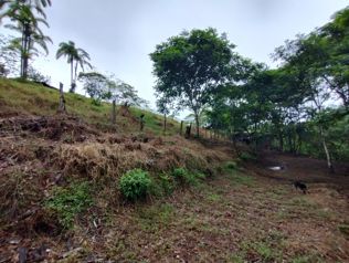 SE VENDE FINCA EN AGUAS MANZAS, GUAPILES in Guápiles, Pococí, Limón — 76 800 000 ₡ - Photo 5 of 30