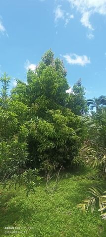 SE VENDE ESPECIAL FINCA EN COTO BRUS.  in Limoncito, Coto Brus, Puntarenas — $320,000