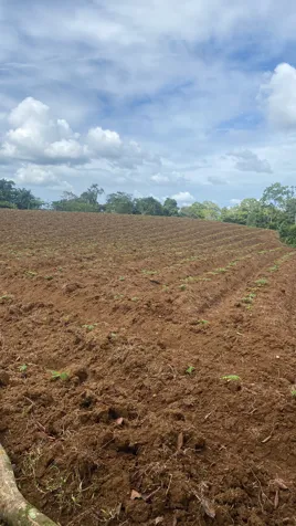 Titled 4-hectare lot in La Rita, Pococí – Iztarú for sale in Guápiles, Pococí, Limón — ₡ 40 000 000