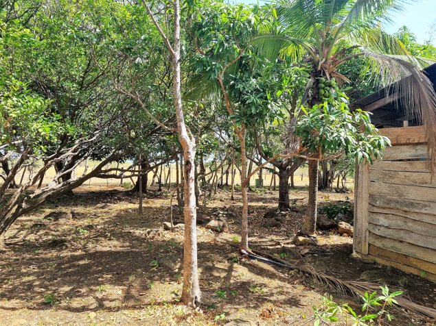 Venta Finca Ganadera Palmira Cañas Guanacaste 53 ha. en Palmira, Cañas, Guanacaste — ₡ 319 000 000 - Foto 3 de 20