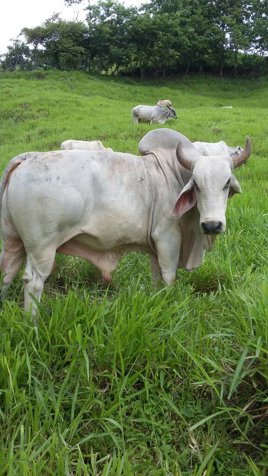Finca ganadera 124.5 Ha entre Parrita y Quepos en Quepos, Puntarenas — $2,200,000