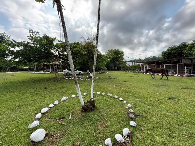 Venta de Finca en Guápiles en Guápiles, Pococí, Limón — ₡ 150 000 000 - Foto 3 de 37