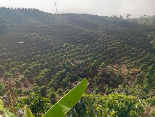 VENTA - Finca Ganadera y Cafetalera con Potencial Turístico en San Marcos de Tarrazú