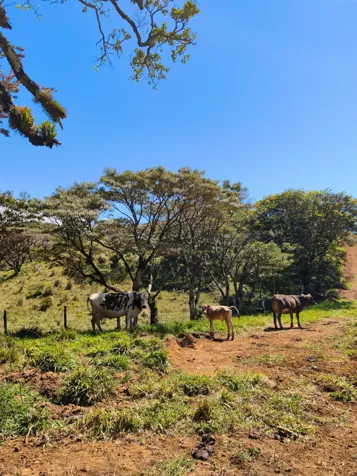 Oportunidad de Inversion en el sector mas versatil del pais en Bagaces, Guanacaste — $2,500,000 - Foto 2 de 26