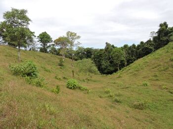 FINCA GANADERA 31.5 Ha EN SARAPIQUI in La Virgen, Sarapiquí, Heredia — 200 000 000 ₡ - Photo 4 of 10