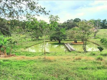 Farm For Sale Upala, Upala, Alajuela