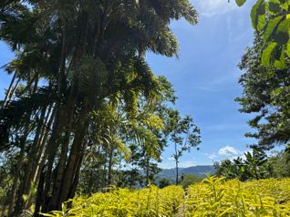 Finca en Producción con Casa en Alto Varas Turrialba 5.000 m²
