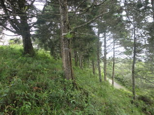 Finca en Lourdes, Cartago. 15 ha con gran potencial en Aguacaliente, Cartago — 105 000 000 ₡ - Foto 5 de 9