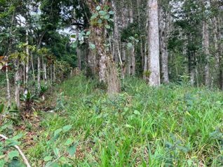 Sale farm in Cartago, Lourdes, 5 ha, with wood - Photo 3 of 3