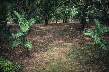 Lote Estratégico de 1.312 m² Frente a Ruta 27 – Orotina, Alajuela - Foto 3 de 3