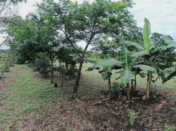 Venta lote en Volcán de Buenos Aires, Puntarenas. RAH 25-1929 in Volcán, Buenos Aires, Puntarenas — ₡ 26 000 000