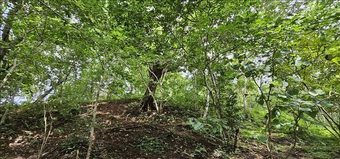 Venta terreno Pinilla Tamarindo  in Tamarindo, Santa Cruz, Guanacaste — $1,150,000