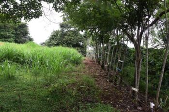 Se vende amplio lote de 2 hectáreas en Póas Alajuela 23-1912 in Carrillos, Poás, Alajuela — $469,000 - Photo 4 of 14