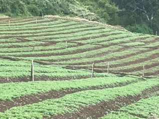 Terreno Agrícola en Cote de Cartago (AD) in Zaragoza, Palmares, Alajuela — $290,000 - Photo 2 of 9