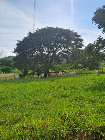 Se Vende Amplio Terreno / Santa Eulalia de Atenas en Mercedes, Atenas, Alajuela — ₡ 120 000 000 - Foto 3 de 5