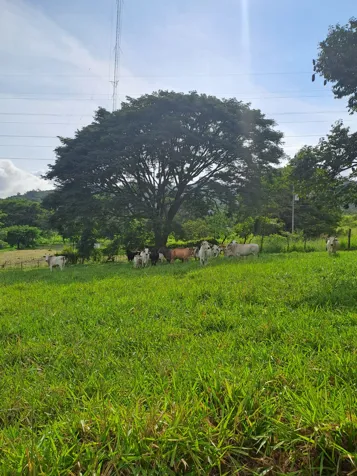 Se Vende Amplio Terreno / Santa Eulalia de Atenas en Mercedes, Atenas, Alajuela — ₡ 120 000 000 - Foto 3 de 5