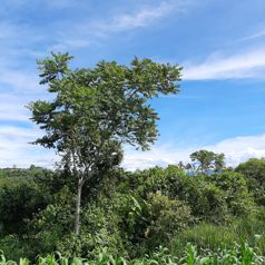 Parcela en Lourdes de San Vito de Coto Brus en San Vito, Coto Brus, Puntarenas — 39 266 000 ₡ - Foto 2 de 26