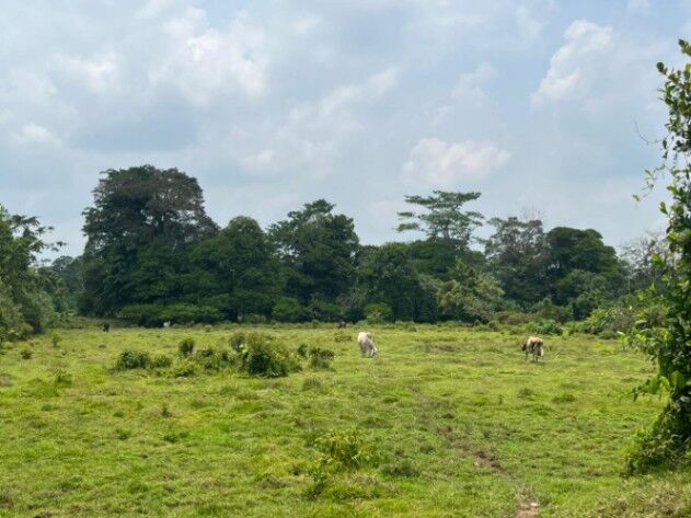 SE VENDE BELLA FINCA EN SAN RAFAEL DE GUÁPILES.  en La Colonia, Pococí, Limón — ₡ 13 000 000