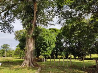 Vendo Finca Ganadera, Heredia, Sarapiquí. 5PVV9294333 en Las Horquetas, Sarapiquí, Heredia — $1,500,000 - Foto 3 de 21