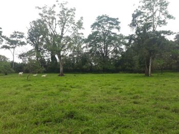 ESPECTACULAR FINCA EN SARAPIQUÍ, HEREDIA.  in Las Horquetas, Sarapiquí, Heredia — 175 000 000 ₡ - Photo 4 of 20