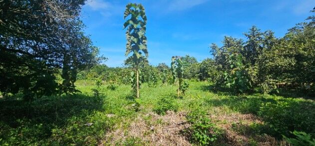 Lote para construir en San Pedro de Santa Cruz,  Guanacaste  en Santa Cruz, Guanacaste — ₡ 32 000 000