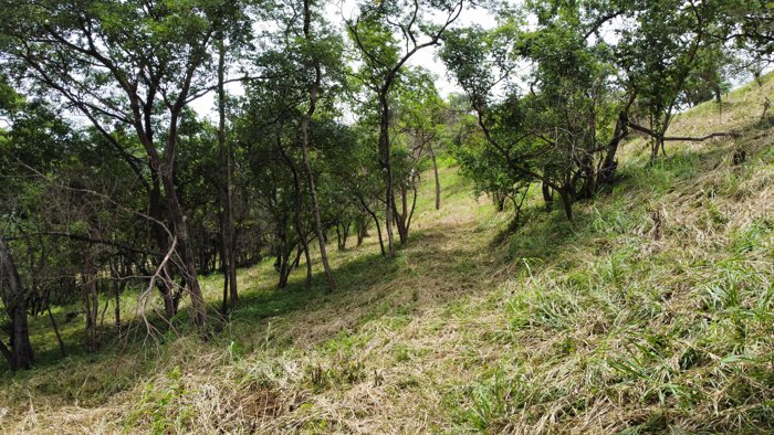 VENTA DE LOTE 10,000 m² CARRILLO, GUANACASTE en Belén, Carrillo, Guanacaste — $100,000 - Foto 3 de 6